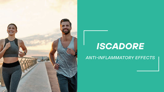 What Is Mistletoe? Benefits and uses of Mistletoe extract